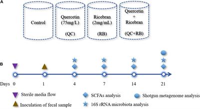 Positive Synergistic Effects of Quercetin and <mark class="highlighted">Rice Bran</mark> on Human Gut Microbiota Reduces Enterobacteriaceae Family Abundance and Elevates Propionate in a Bioreactor Model